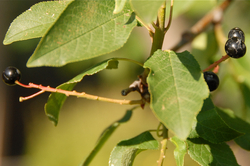 Chokecherry.jpg