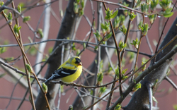 Goldfinch.jpg