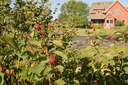 Serviceberry.jpg