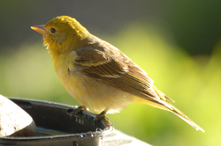 tanager-female.jpg